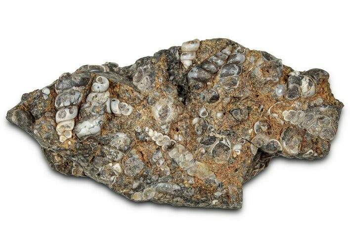 Fossil Freshwater Snails (Elimia) In Limestone - Wyoming #327020